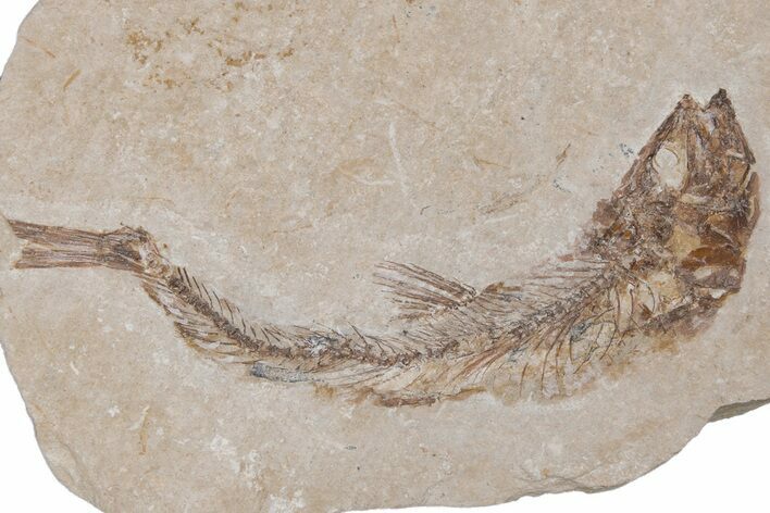 Bargain, Cretaceous Fossil Fish - Lebanon #218821